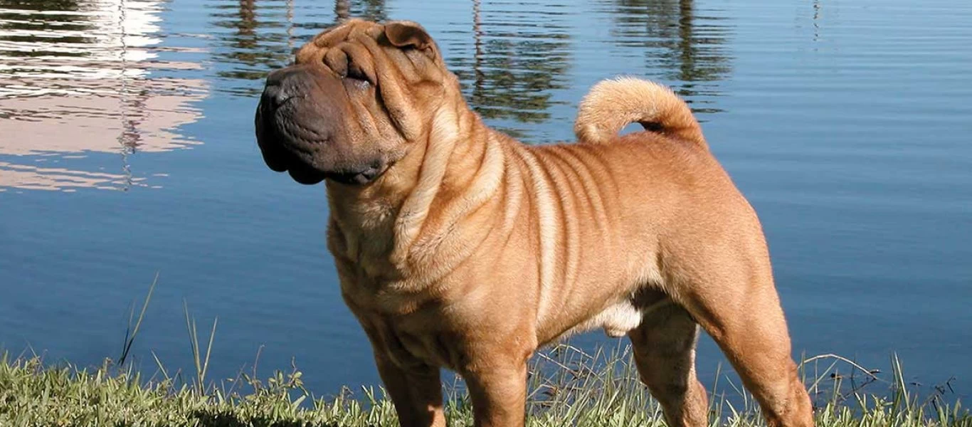 Σκύλος γεννημένος μαχητής: Χάθηκε, έπεσε σε γκρεμό κι επέζησε χωρίς νερό και τροφή για 45 μέρες